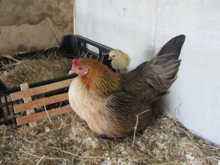 Gallina Phoenix Onagadori